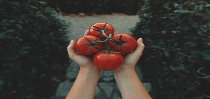 Vários tomates sendo segurados